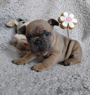 Additional photos: french bulldog puppies