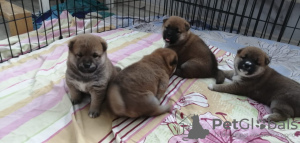 Photo №3. Super Shiba puppies. Russian Federation