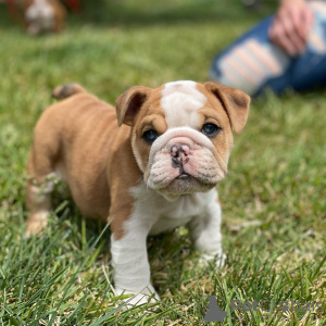 Photo №1. english bulldog - for sale in the city of Москова | Is free | Announcement № 23741
