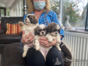 Photo №1. shih tzu - for sale in the city of Гамбург | Is free | Announcement № 12274