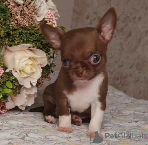 Additional photos: Chihuahua Chocolate Mini Boy