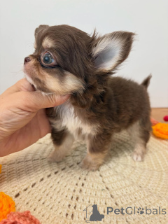Photo №3.  Chihuahua Puppy Available for Adoption . Greece