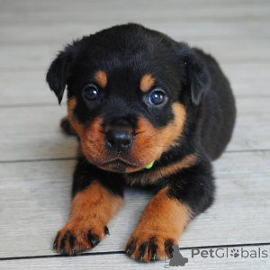 Photo №2 to announcement № 165211 for the sale of rottweiler - buy in United States breeder