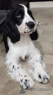 Photo №3. I sell English cocker. Belarus