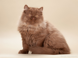 Photo №1. british longhair - for sale in the city of Москва | 522$ | Announcement № 5745