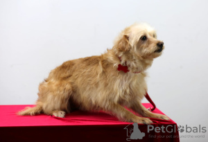 Photo №2 to announcement № 32304 for the sale of non-pedigree dogs - buy in Russian Federation private announcement