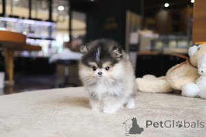 Photo №3. Dean Janet Kay puppies house. United States