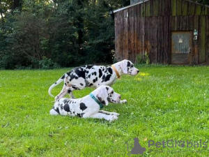 Photo №1. dandie dinmont terrier - for sale in the city of Berlin | Is free | Announcement № 126746