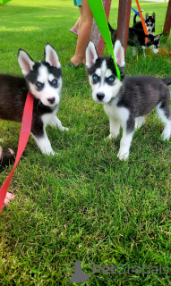 Photo №4. I will sell alaskan malamute in the city of Iowa City. private announcement - price - 400$