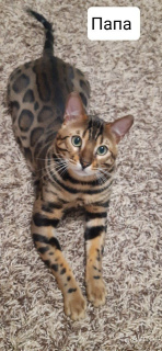 Photo №1. bengal cat - for sale in the city of Voronezh | 615$ | Announcement № 5613
