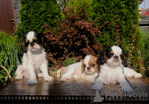 Photo №1. cavalier king charles spaniel - for sale in the city of Brest | 654$ | Announcement № 7385