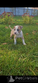 Photo №2 to announcement № 123091 for the sale of american staffordshire terrier - buy in Russian Federation breeder