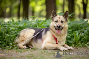 Photo №2 to announcement № 149175 for the sale of non-pedigree dogs - buy in Russian Federation private announcement