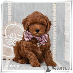 Photo №1. poodle (royal) - for sale in the city of Dusseldorf | negotiated | Announcement № 164342