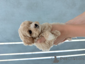Photo №4. I will sell maltipu in the city of Kharkov. breeder - price - 744$
