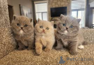 Photo №2 to announcement № 165829 for the sale of exotic shorthair - buy in Belgium private announcement, breeder