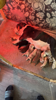 Photo №4. I will sell english bulldog in the city of Brussels. from nursery - price - 310$