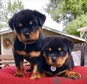 Photo №1. rottweiler - for sale in the city of Prague | negotiated | Announcement № 167451