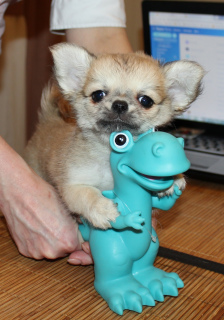 Photo №2 to announcement № 4920 for the sale of chihuahua - buy in Russian Federation breeder