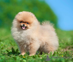Photo №1. pomeranian - for sale in the city of Elsenheim | 1783$ | Announcement № 8189