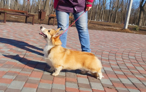 Photo №1. welsh corgi - for sale in the city of Kropivnitsky | Negotiated | Announcement № 5793