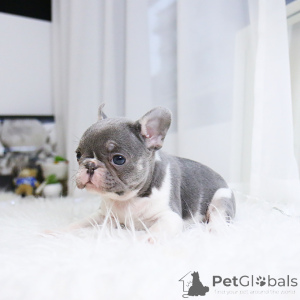 Photo №4. I will sell french bulldog in the city of Cambridge. breeder - price - 250$