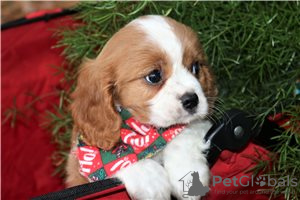 Photo №2 to announcement № 117677 for the sale of non-pedigree dogs - buy in Germany private announcement