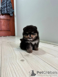 Additional photos: Pomeranians puppies