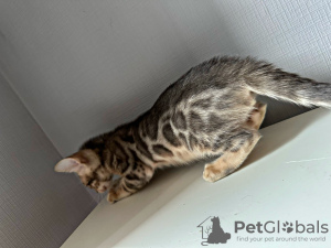 Additional photos: Gorgeous bengal kittens