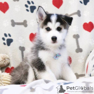 Photo №3. Husky puppies. United States