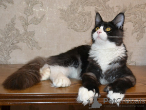 Photo №2 to announcement № 26956 for the sale of maine coon - buy in United States from nursery