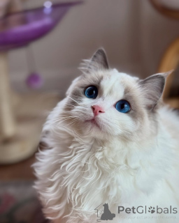 Photo №1. ragdoll - for sale in the city of Bromarf | negotiated | Announcement № 156532