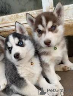 Photo №1. siberian husky - for sale in the city of Gheent | 826$ | Announcement № 167117