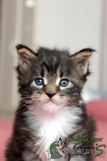 Photo №4. I will sell maine coon in the city of St. Petersburg. private announcement, from nursery, breeder - price - 739$