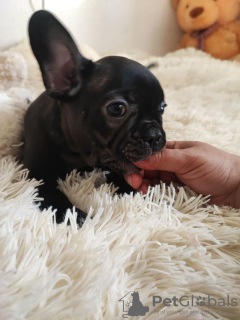 Photo №1. french bulldog - for sale in the city of Nuremberg | 380$ | Announcement № 118258