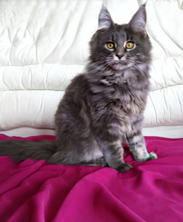 Photo №1. maine coon - for sale in the city of Nikolaev | Negotiated | Announcement № 6003