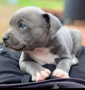 Photo №1. american pit bull terrier - for sale in the city of Tartu | negotiated | Announcement № 130329