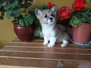 Photo №2 to announcement № 9804 for the sale of welsh corgi - buy in Lithuania from nursery, breeder
