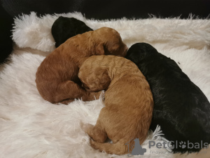 Additional photos: miniature poodle cute puppies