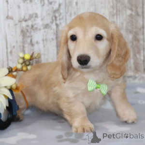 Photo №2 to announcement № 170885 for the sale of dachshund - buy in Germany private announcement
