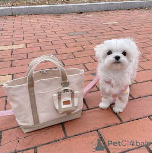 Photo №3. Beautiful Maltese puppies are ready Business WhatsApp 37256062792. Finland