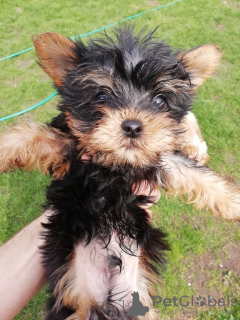 Photo №3. Baby-face Yorkie puppies are completely ready to go.. Lithuania