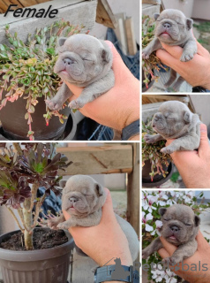 Photo №2 to announcement № 73043 for the sale of french bulldog - buy in Serbia breeder