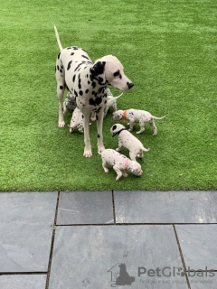 Photo №1. dalmatian dog - for sale in the city of Münster | 211$ | Announcement № 82677