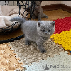 Photo №2 to announcement № 167666 for the sale of british shorthair - buy in Sweden private announcement