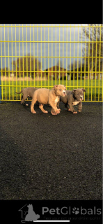 Photo №4. I will sell american bulldog in the city of JáCHYMOV. private announcement, breeder - price - 1032$