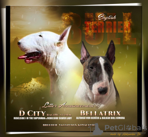 Photo №1. bull terrier - for sale in the city of Москва | negotiated | Announcement № 18593