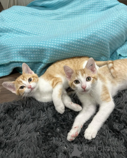 Photo №1. domestic cat - for sale in the city of Munich | 565$ | Announcement № 150629