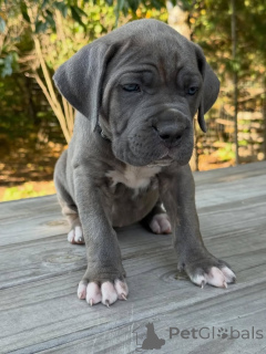 Photo №3. Meet Atlas the gentle guardian with a heart as strong as his stance and eyes as. Netherlands