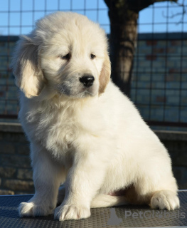 Photo №4. I will sell golden retriever in the city of Ada.  - price - 528$